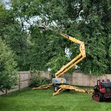 Best Tree Cabling and Bracing  in Birch Bay, WA