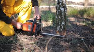 Best Tree Maintenance Programs  in Birch Bay, WA