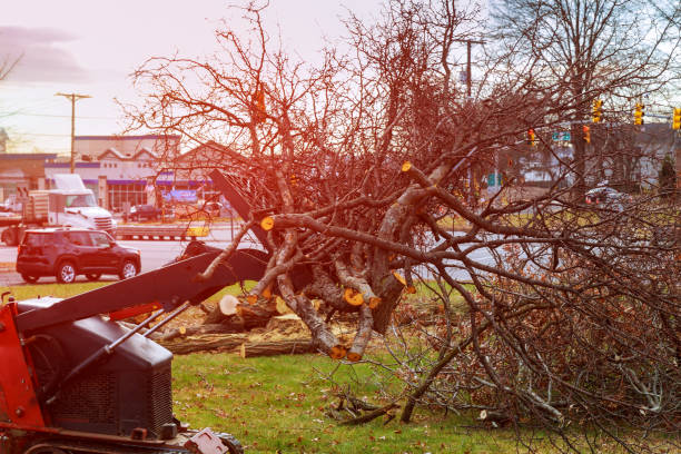 How Our Tree Care Process Works  in  Birch Bay, WA