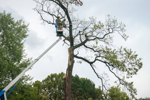  Birch Bay, WA Tree Care Pros
