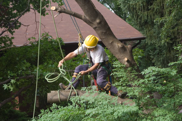 Best Leaf Removal  in Birch Bay, WA