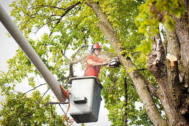 Best Palm Tree Trimming  in Birch Bay, WA