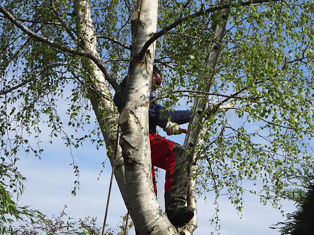 Best Fruit Tree Pruning  in Birch Bay, WA