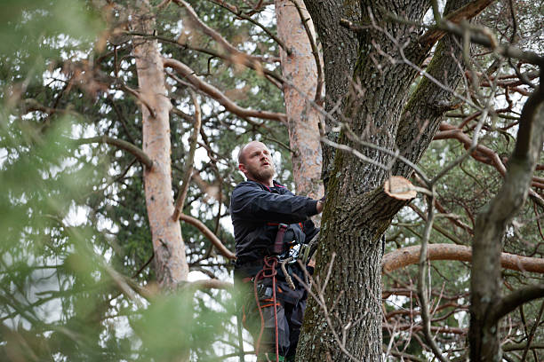 Best Root Management and Removal  in Birch Bay, WA