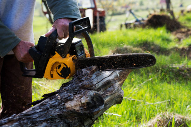 Trusted Birch Bay, WA Tree Care Experts