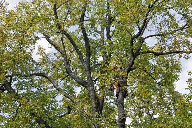 Best Arborist Consultation Services  in Birch Bay, WA